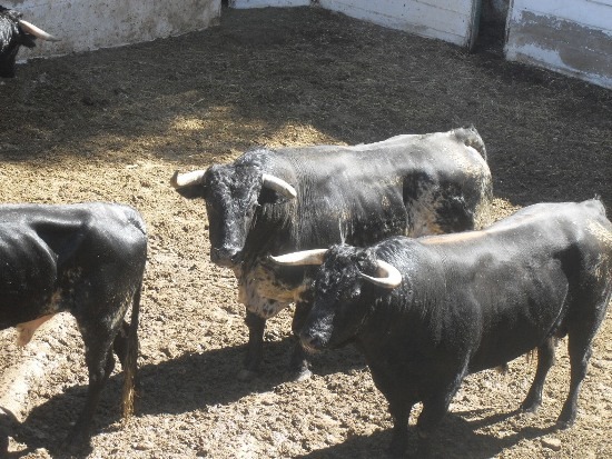 Esta mañana numerosos curiosos se han acercado a ver los toros que participan en la corrida de rejones